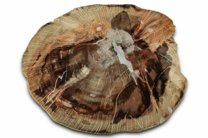 Rare Petrified Wood (Schilderia) End-Cut - Arizona #346213